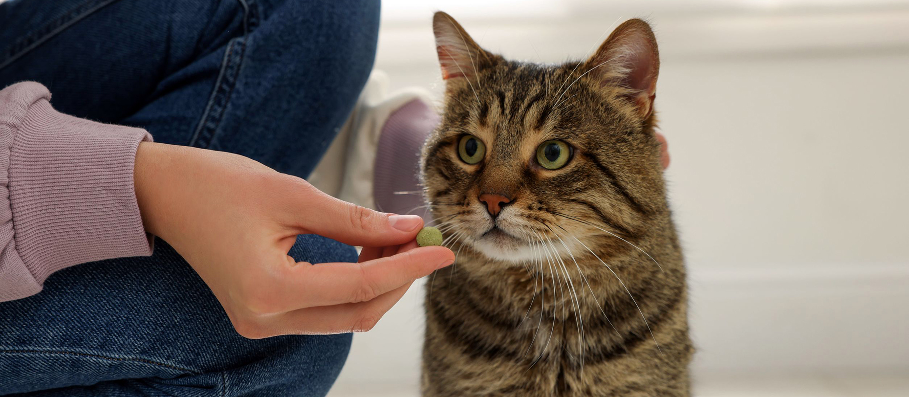 Affordable pet medications at Compass Core Pharmacy in Warwick, RI