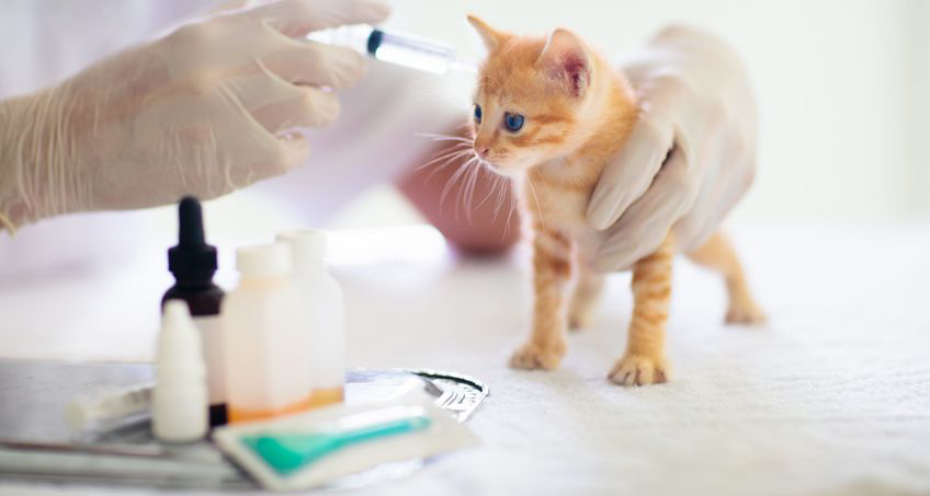 Cat prescriptions filled at Compass Core Pharmacy in Warwick, RI
