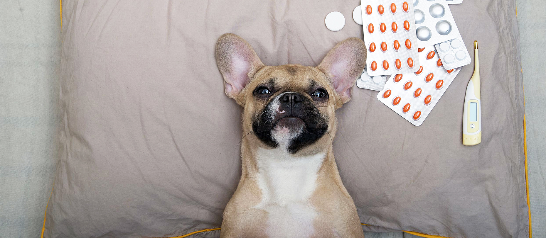 Affordable pet medications at Compass Core Pharmacy in Warwick, RI