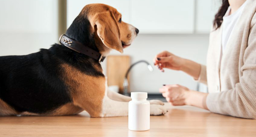 Dog prescriptions filled at Compass Core Pharmacy in Warwick, RI
